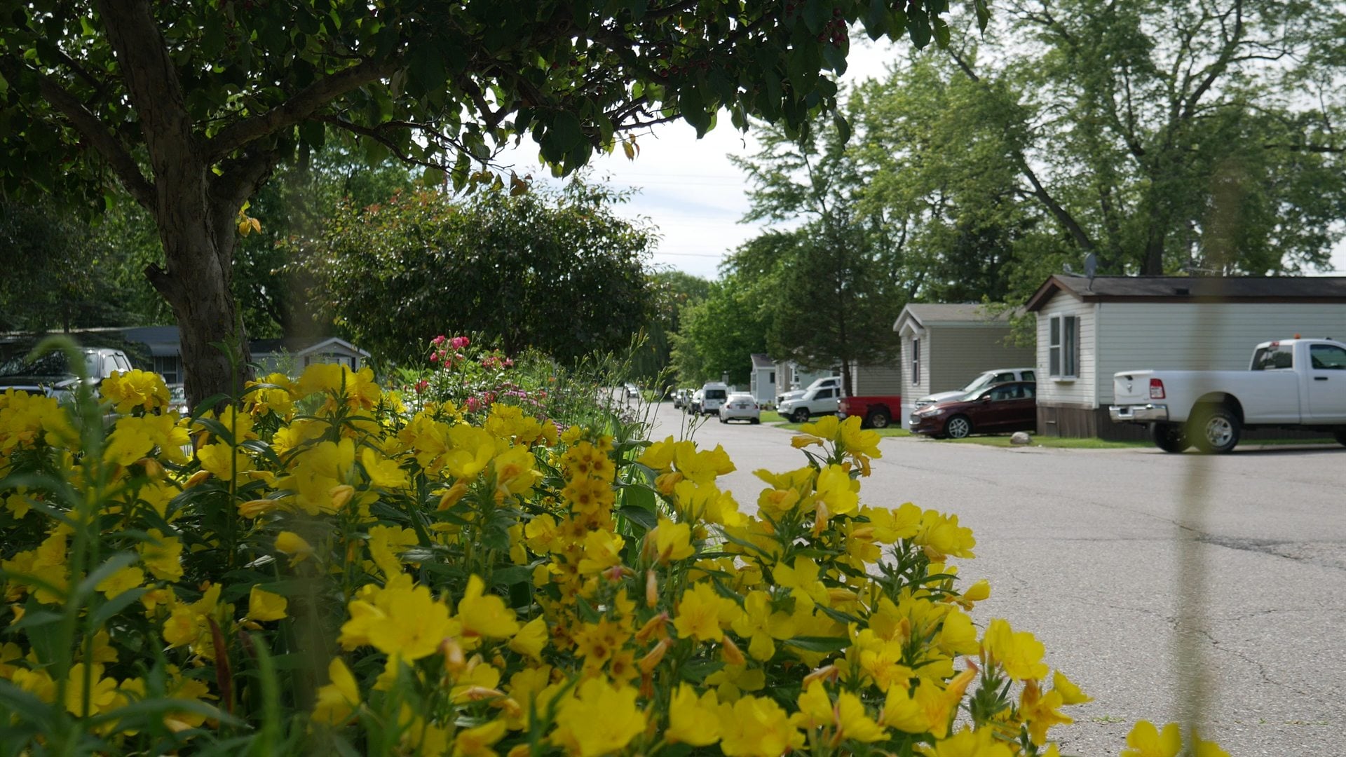 Yellow flowers along a quiet Lapeer Meadows street