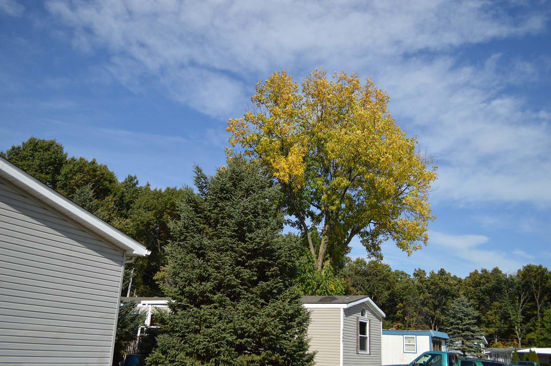 Open sky and mature trees near community homes