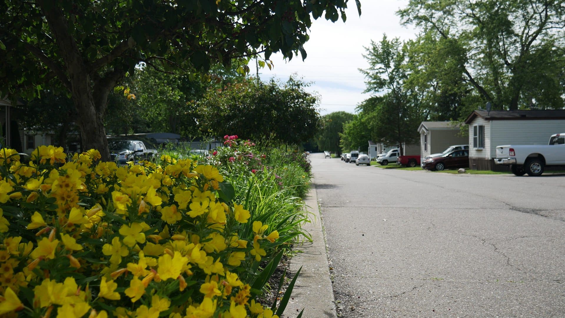 Roadside flower bed and neighborhood street at Lapeer Meadows