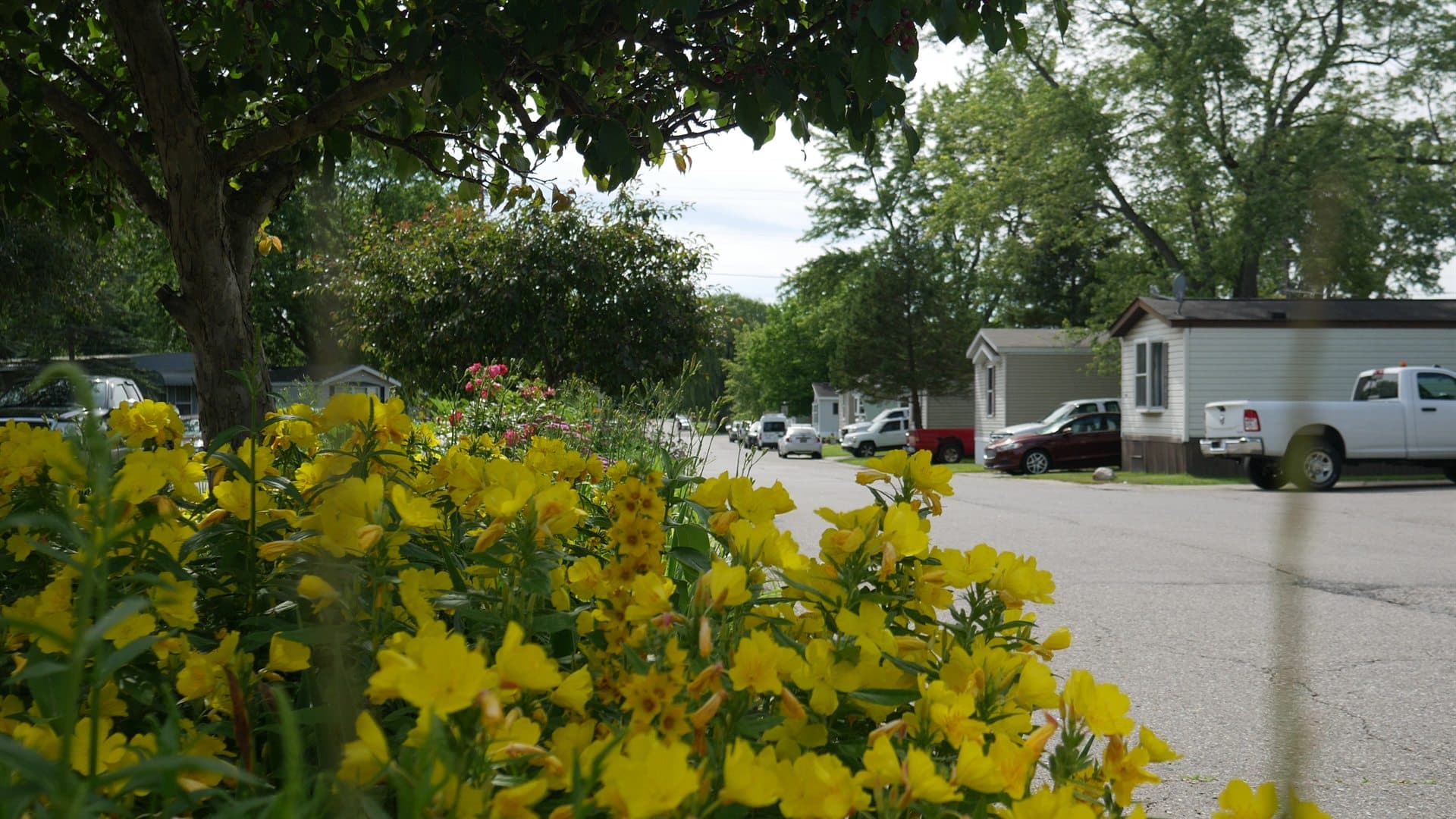 Yellow flowers along a quiet Lapeer Meadows street